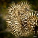 Cirsium Vulgare